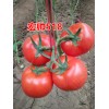 晨宏种业为您推荐、番茄种子【以色列番茄种子】【SO酷！】！！