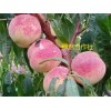 【好货来了！】绿然合作社新品种特晚熟冬桃桃树苗全国发售中！