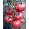 【绿色-蔬菜】西红柿种子*进口西红柿种子*抗TY西红柿种子