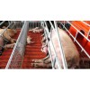 猪用产床哪里找、连体猪用产床价格、青州猪用产床制造