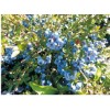 【比同行优惠】南宁蓝莓种类#河南葡萄苗出售#寿州园艺