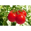 【新资讯：看一下】西红柿种苗厂家直供##西红柿育苗基地