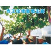 【主要看服务】九江葡萄树苗|福州极早熟葡萄种植基地!寿州园艺